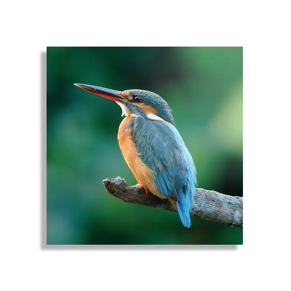 Schilderij De Ijsvogel Vierkant Template D Vierkant Dieren 51 1