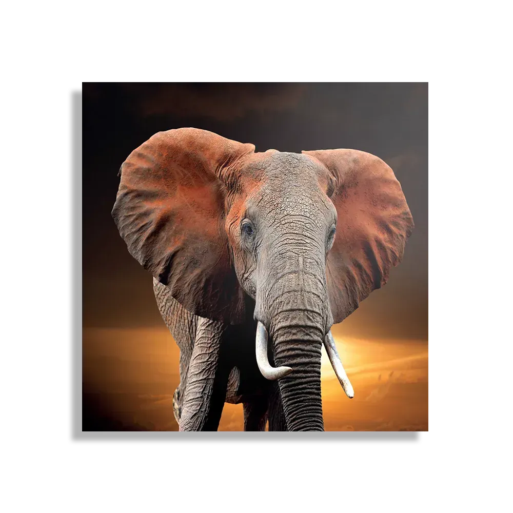 Template_D_Vierkant_Dieren_53-1 Schilderij Olifant met Zonsondergang Vierkant Template D Vierkant Dieren 53 1
