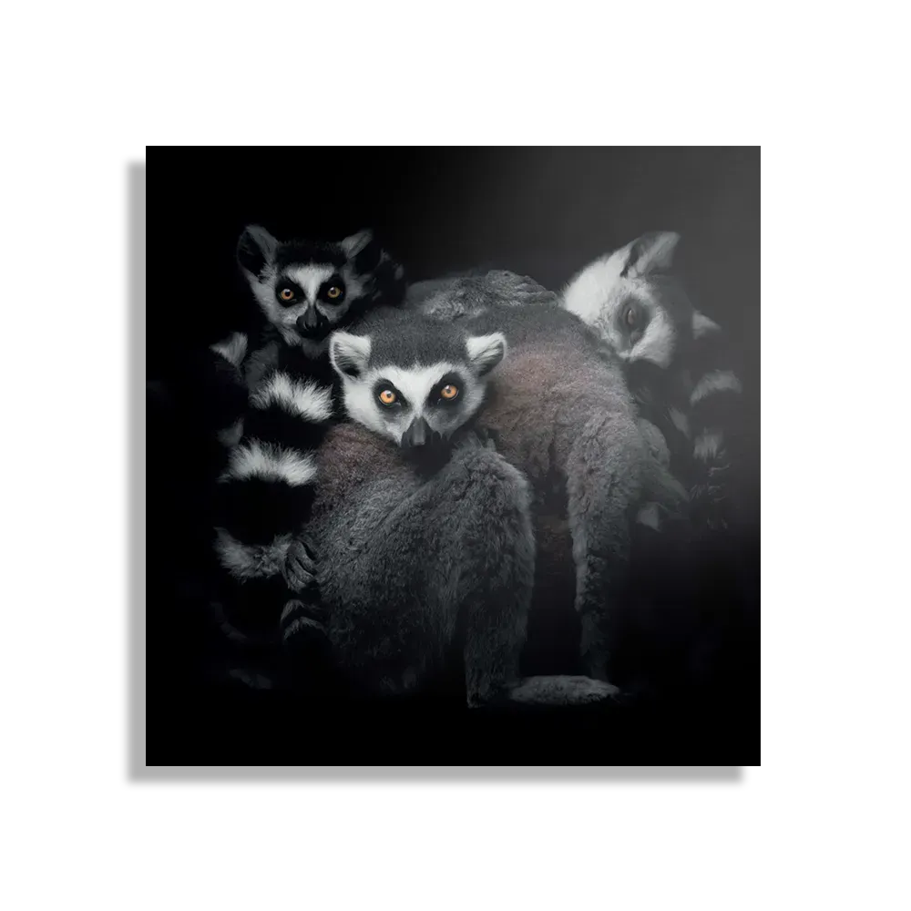 Template_D_Vierkant_Dieren_59-1 Schilderij Ringstaartmaki's Met Zwarte Achtergrond Vierkant Template D Vierkant Dieren 59 1
