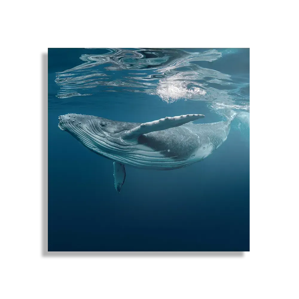 Schilderij De Walvis Vierkant Template D Vierkant Dieren 60 1