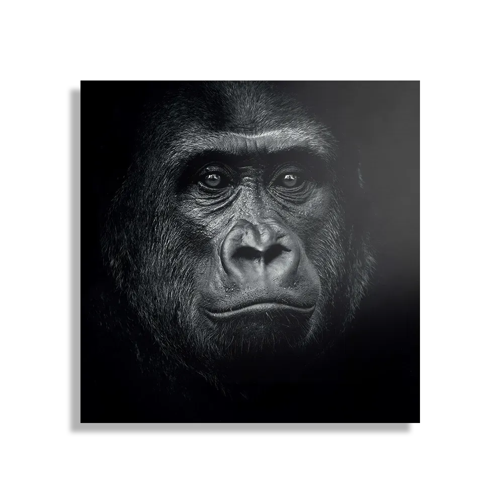 Template_D_Vierkant_Dieren_61-1 Schilderij De Gorilla Aap Vierkant Template D Vierkant Dieren 61 1