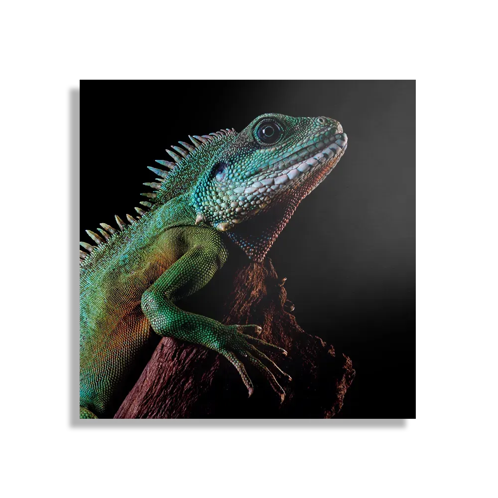 Schilderij De Groene Kameleon Vierkant Template D Vierkant Dieren 73 1