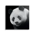 Schilderij Pandabeer Zwart Wit 02 Vierkant Template D Vierkant Dieren 74 1