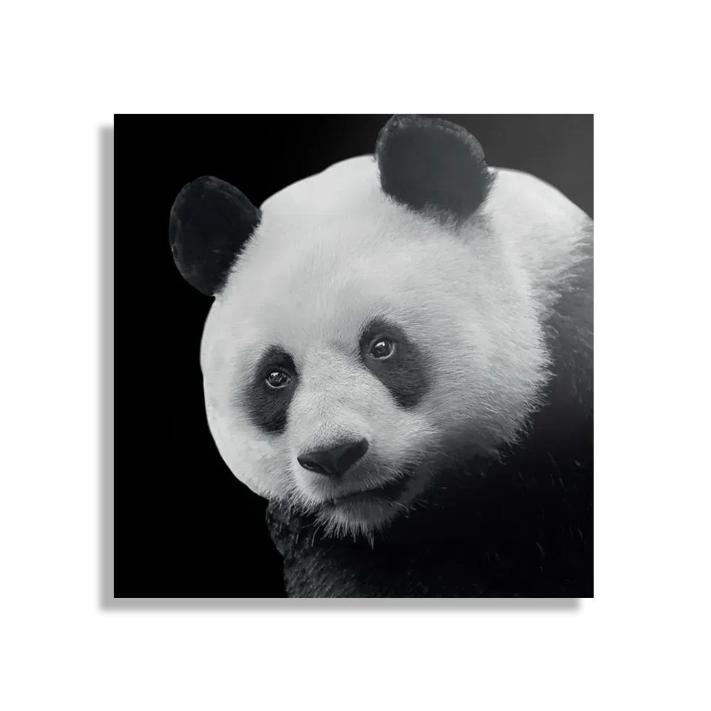 Template_D_Vierkant_Dieren_74-1 Schilderij Pandabeer Zwart Wit 02 Vierkant Template D Vierkant Dieren 74 1