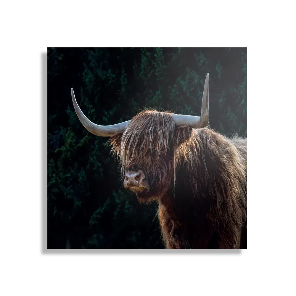 Template_D_Vierkant_Dieren_79-1 Schilderij De Wilde Bizon Vierkant Template D Vierkant Dieren 79 1