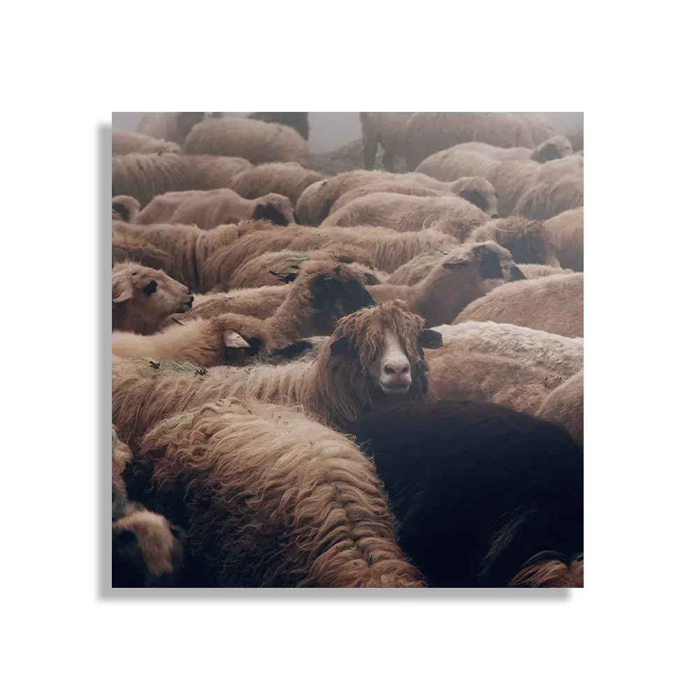 Schilderij Kudde Schapen Vierkant Template D Vierkant Dieren 8 1