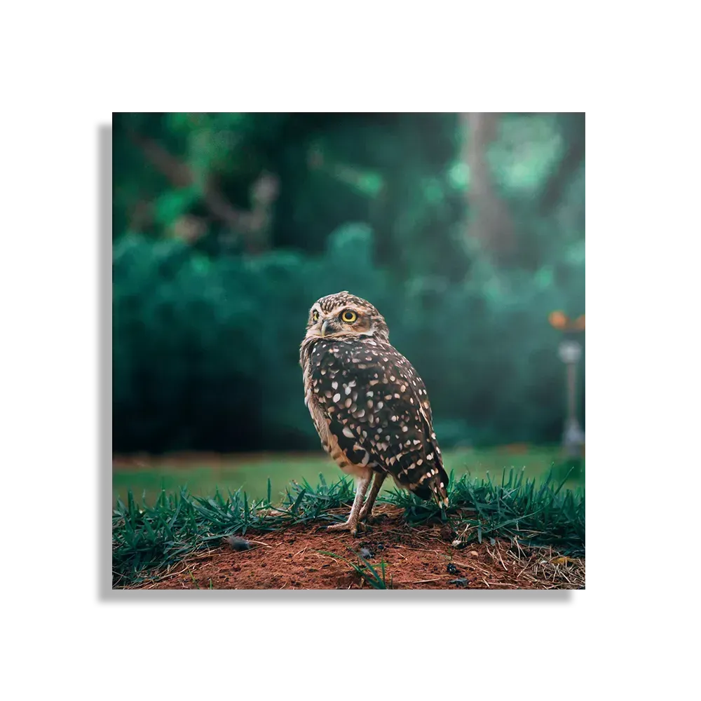 Schilderij Uil In De Natuur Vierkant Template D Vierkant Dieren 9 1