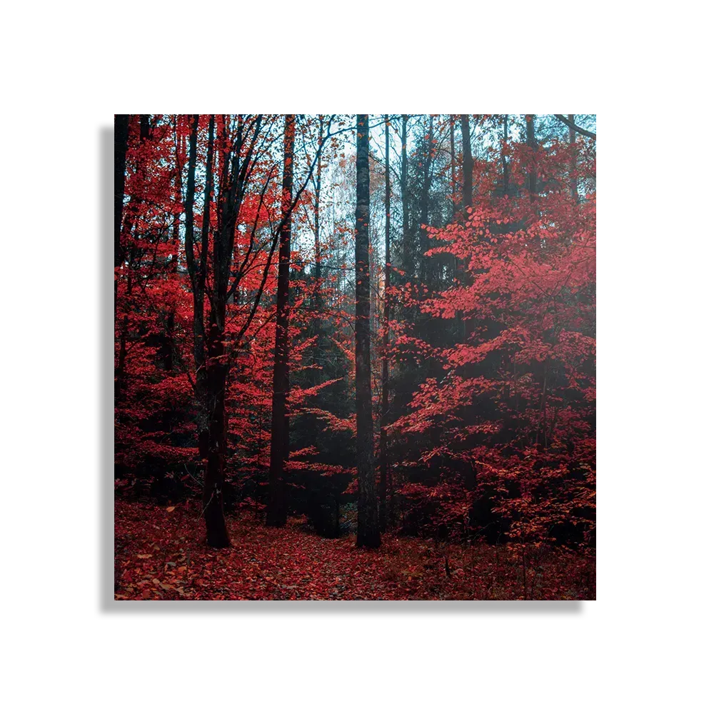 Schilderij Het rode bos Vierkant Template D Vierkant Natuur 12 1