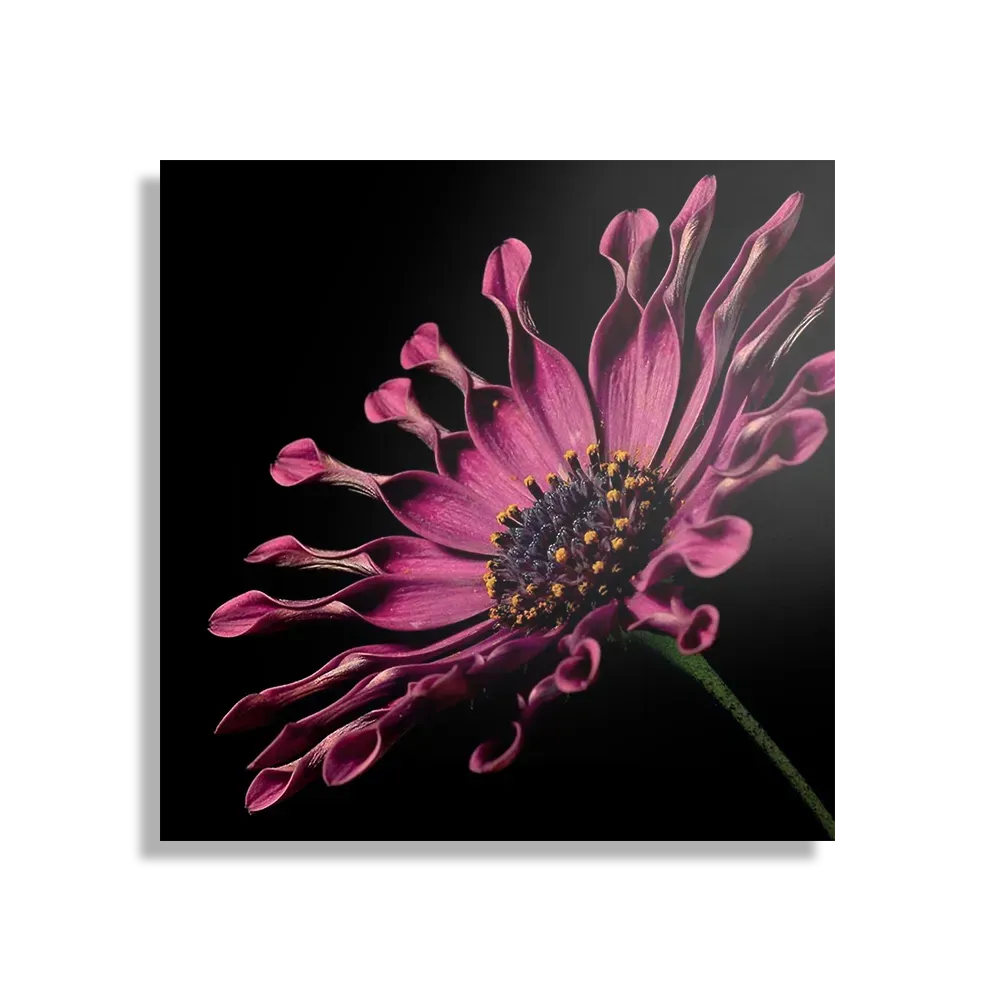 Template_D_Vierkant_Natuur_22-1 Schilderij Aster Bloem Vierkant Template D Vierkant Natuur 22 1