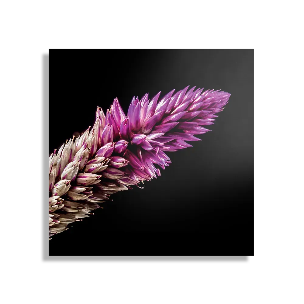 Schilderij Heiden Bloem Vierkant Template D Vierkant Natuur 24 1