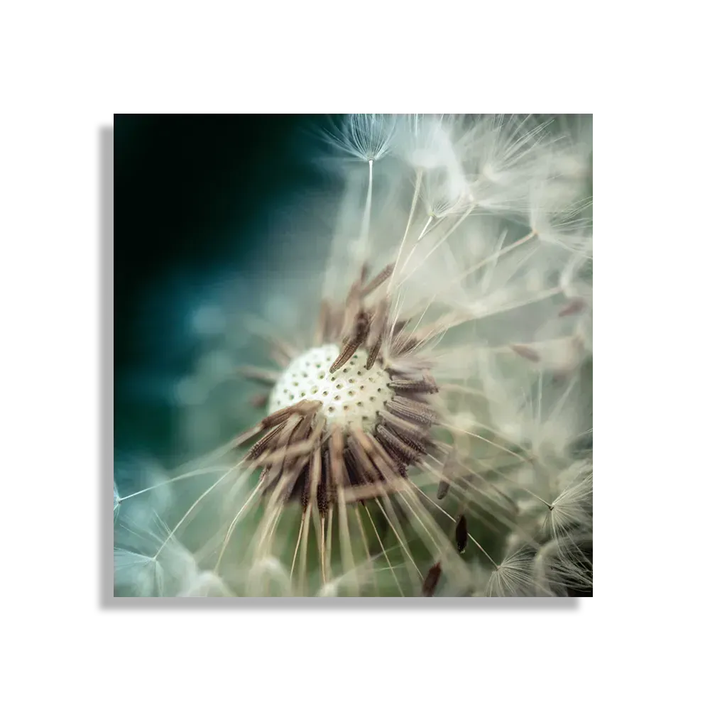Template_D_Vierkant_Natuur_26-1 Schilderij Paardenbloem pluis 2 Vierkant Template D Vierkant Natuur 26 1