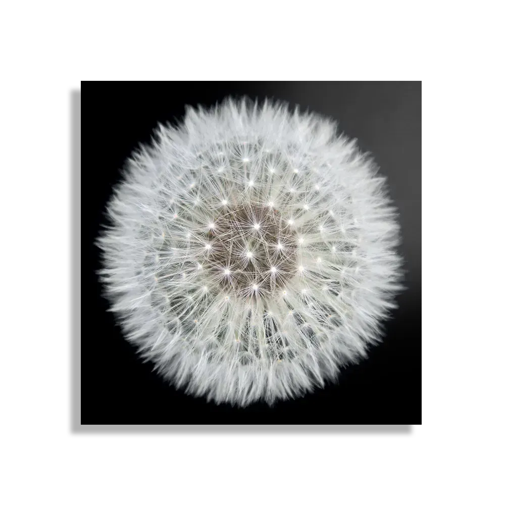 Schilderij Pluis van paardenbloem Vierkant Template D Vierkant Natuur 35 1