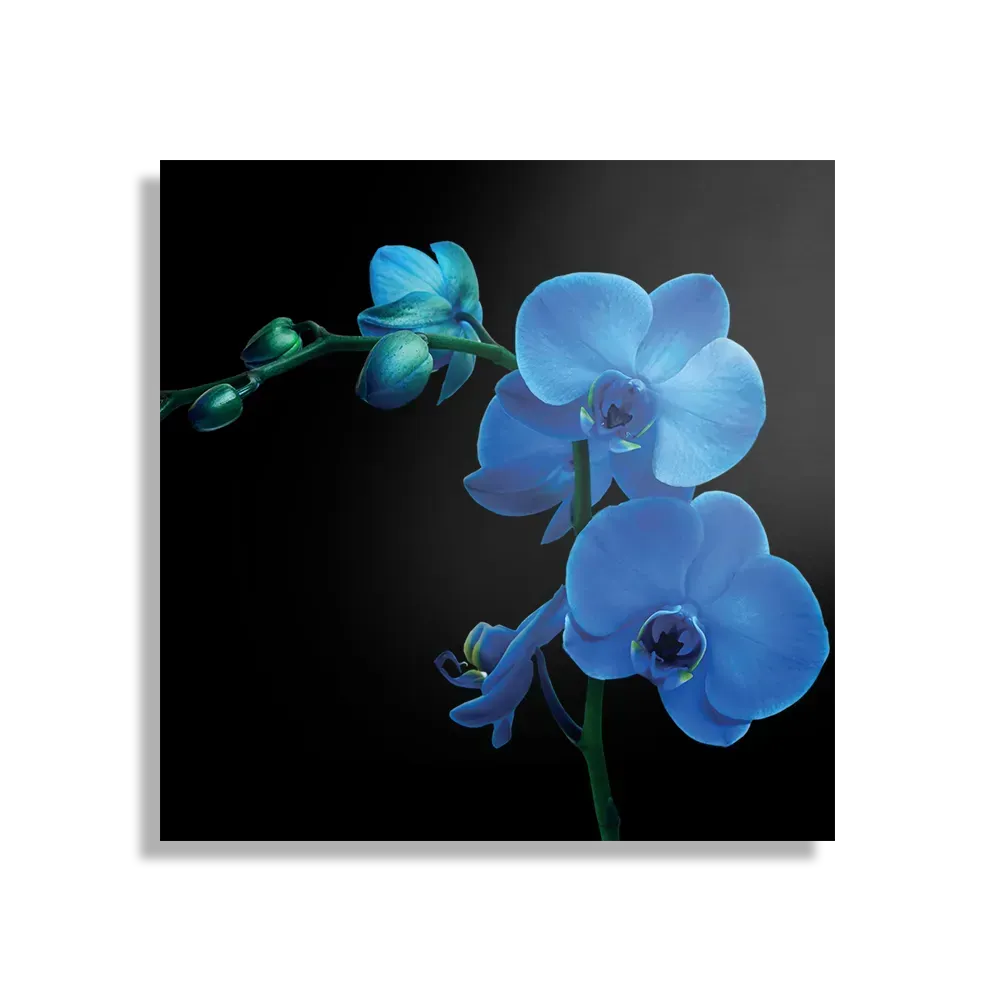 Template_D_Vierkant_Natuur_39-1 Schilderij Orchidee Vierkant Template D Vierkant Natuur 39 1