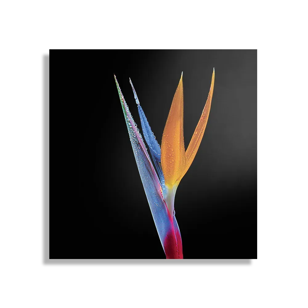 Schilderij Tropische Strelitzia Vierkant Template D Vierkant Natuur 46 1