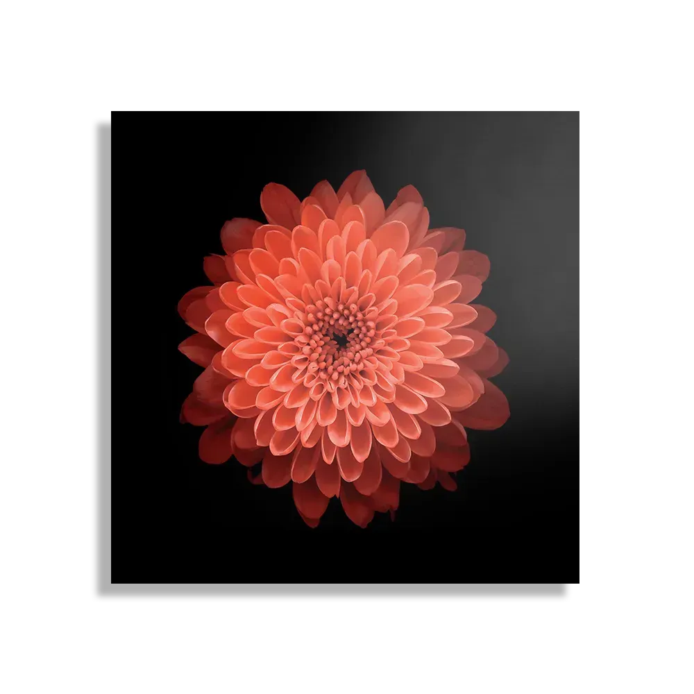 Template_D_Vierkant_Natuur_53-1 Schilderij Oranje Dahlia Vierkant Template D Vierkant Natuur 53 1