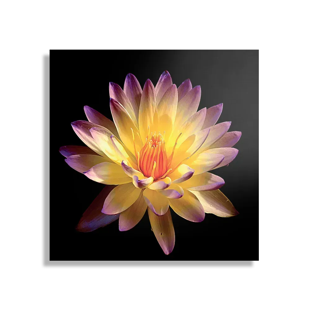 Schilderij Paarse Gele Dahlia Vierkant Template D Vierkant Natuur 60 1