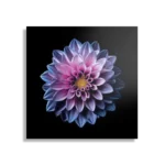 Schilderij Paarse Dahlia Vierkant Template D Vierkant Natuur 67 1