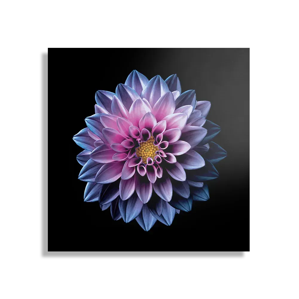 Schilderij Paarse Dahlia Vierkant Template D Vierkant Natuur 67 1