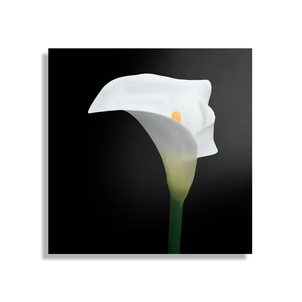 Schilderij Aaronskelk Vierkant Template D Vierkant Natuur 73 1