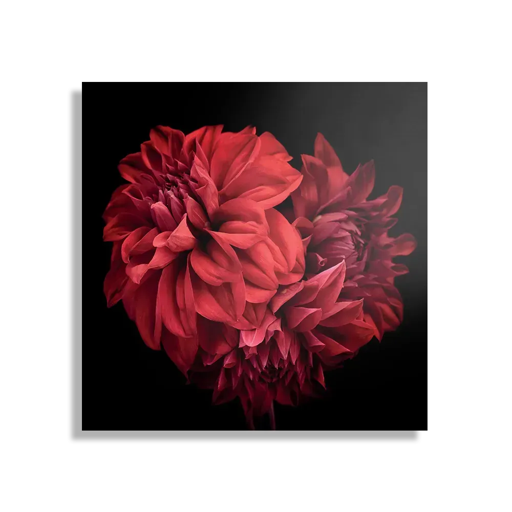 Schilderij Rood Paarse Dahlia Vierkant Template D Vierkant Natuur 75 1