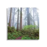 Schilderij Sequoia bos Vierkant Template D Vierkant Natuur 88 1