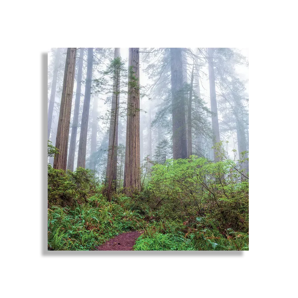 Schilderij Sequoia bos Vierkant Template D Vierkant Natuur 88 1