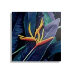 Schilderij Heliconia bloem op donkere achtergrond Vierkant Template D Vierkant Natuur 95 1