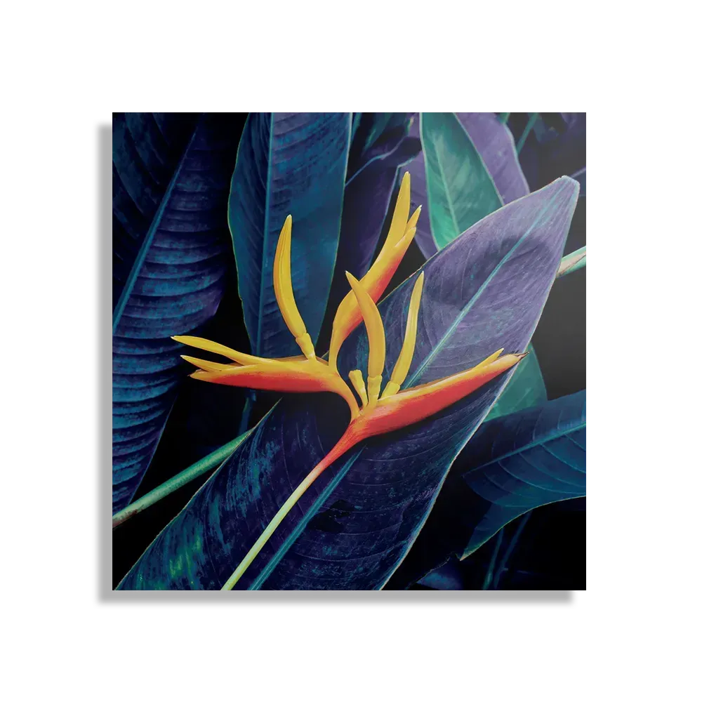 Schilderij Heliconia bloem op donkere achtergrond Vierkant Template D Vierkant Natuur 95 1