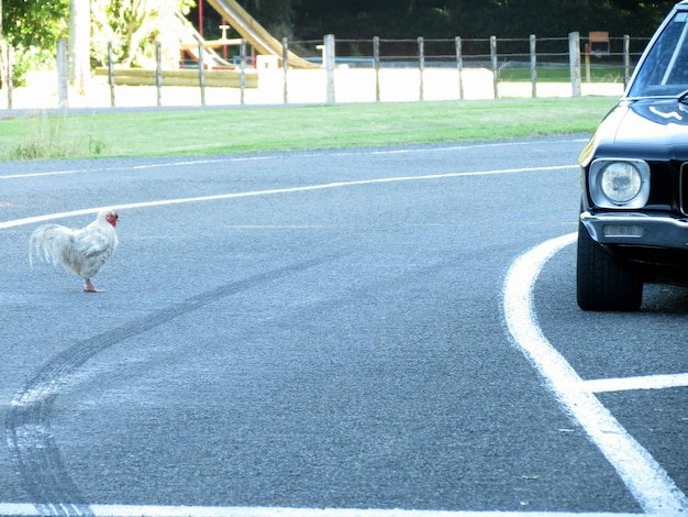 Descoperă Secretul Rețelei de Oase cu Chicken Road Jocul de Noroc!
